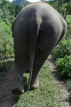 Rear View Of Elephant Standing At Field On Sunny Day
