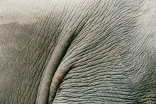 Close-up Of Elephant Tail