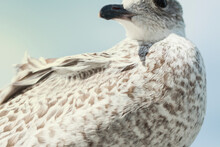 Close-up Of Seagull Against Sky