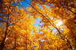 © Cavan Images - Low angle view of autumn trees against sky on sunny day
