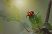 Close-up Of Ladybug On Leaf