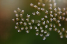 Close-up Of Flower Buds