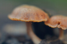Close-up Of Mushrooms On Field