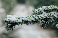 Close-up Of Snow Covered Plant