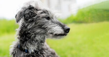 Portrait Of Mixed Breed Dog Bedlington Terrier Or Bedlington Whippet Gray Fluffy Senior Dog Resting On Green Grass Pets Adoption Care And Walking Dog Pet Love Copy Space