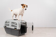 Jack Russell Terrier dog stands on a travel box.