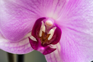 Wall Mural - pink blooming orchid on the window. close-up.