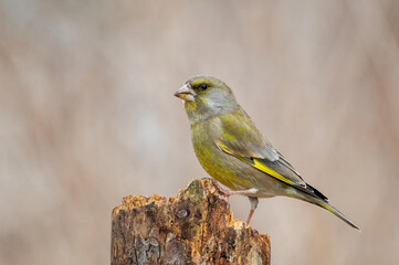 Wall Mural - European Greenfinch Carduelis chloris, in the wild