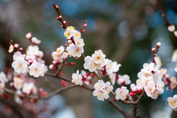 Sticker - Cherry blossom in Osaka, Japan