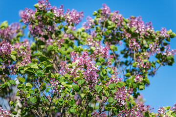 Wall Mural - Close-up lilac flowers at spring. Selective focus with shallow depth of field.