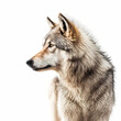 Wolf Isolated white