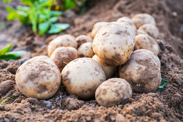 Wall Mural - Pile of organic potatoes in field.Harvesting organic potatoes.