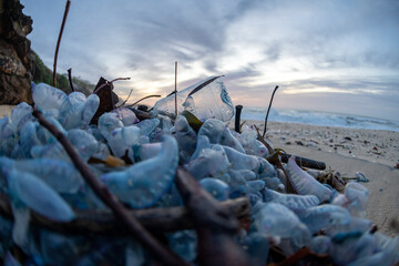 Wall Mural - Bluebottles by the Sea, Sydney Australia