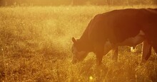 A Young Bull Grazes In A Meadow, Sunlight And Fog. Steam From The Animal's Mouth. Agri-ecotourism, Free-range Animal. Organic Farming, Beef Breed Bull.