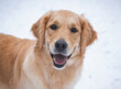 Beautiful golden retriever smiling for portrait on white background