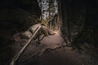 Adršpach Rocks - Adršpach-Teplice Rocks Nature Reserve, Czech Republic - adventure path, snake root