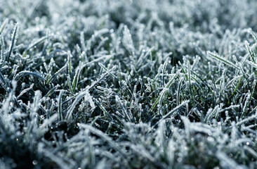 Canvas Print - Close up frozen ice on grass