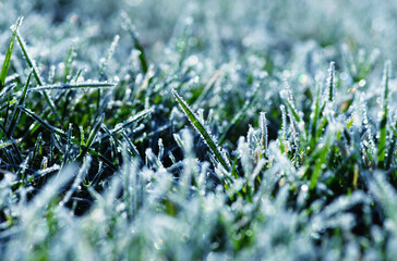 Poster - Winter background, morning frost on the grass