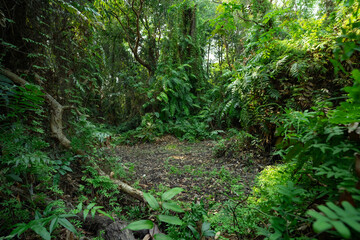 Wall Mural - landscape green trees in tropical forest in summer. nature background. green tree covered with fern 