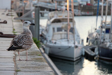 Seagull In A Port In Vendée (france)