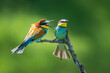 The European bee-eater (Merops apiaster). Two birds arguing. Angry birds. 