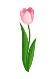 Fototapeta Tulipany - Pink tulip flower. Spring blooming vector illustration for women's day, mother's day, easter and other holidays. Floral isolated design for postcard, poster, ad, decor, fabric and other uses.