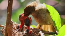 Close Up Mother Bird Feeding Her Newborn Baby In Nest, Animal Scene In Nature