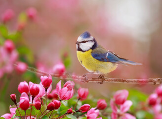 Wall Mural - a small azure songbird in a spring flowering garden sits on an apple tree branch with rosebuds