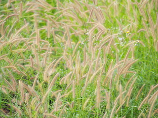 Wall Mural - Field of African Fountain Grass or Purple Grass, brown flowers, fresh green leaves. Its scientific name is Pennisetum setaceum (Forssk.) Chiov. ‘Purpureum’. It is a ground cover herbaceous plant.
