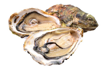 Wall Mural - Fresh oysters isolated 