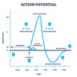 © VectorMine - Action potential and neuron membrane spike after stimulus outline diagram. Labeled educational scheme with threshold, depolarization, hyperpolarization and repolarization on axis vector illustration.