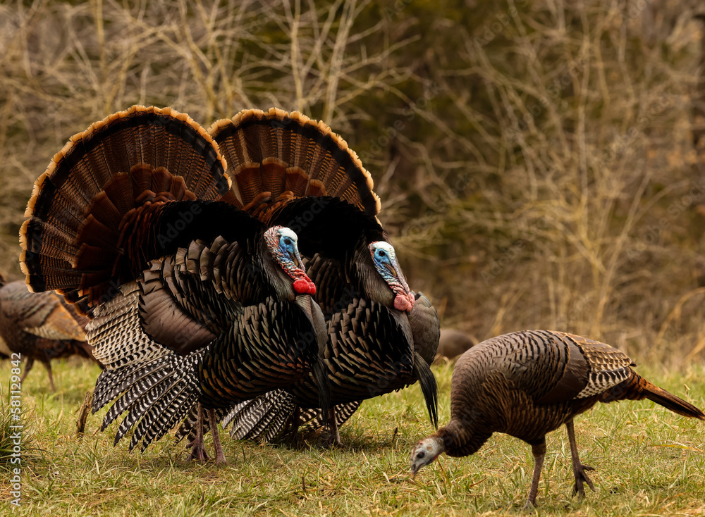 a pair of Tom turkeys trying to woo a hen turkey Stock Photo | Adobe Stock