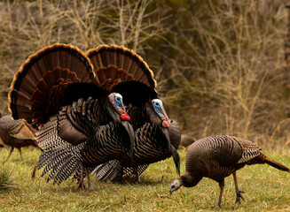 Wall Mural - a pair of tom turkeys trying to woo a hen turkey