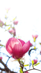 Wall Mural - Beautiful blooming pink magnolia tree on spring day with copy space. Selective focus