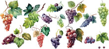 Vector Grapes. Set Of Grapes And Vine Leaves Watercolor Illustration. White, Red And Pink Grapes