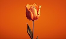  A Single Orange Tulip On An Orange Background With A Green Stem In The Foreground And A Green Stem In The Foreground With A Red Background.  Generative Ai