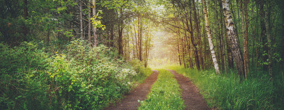 Fototapete - Country road in wild beautiful green forest