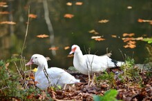 A Waterfowl Muscovy Duck Sits In The Bushes On The Bank Of A Pond