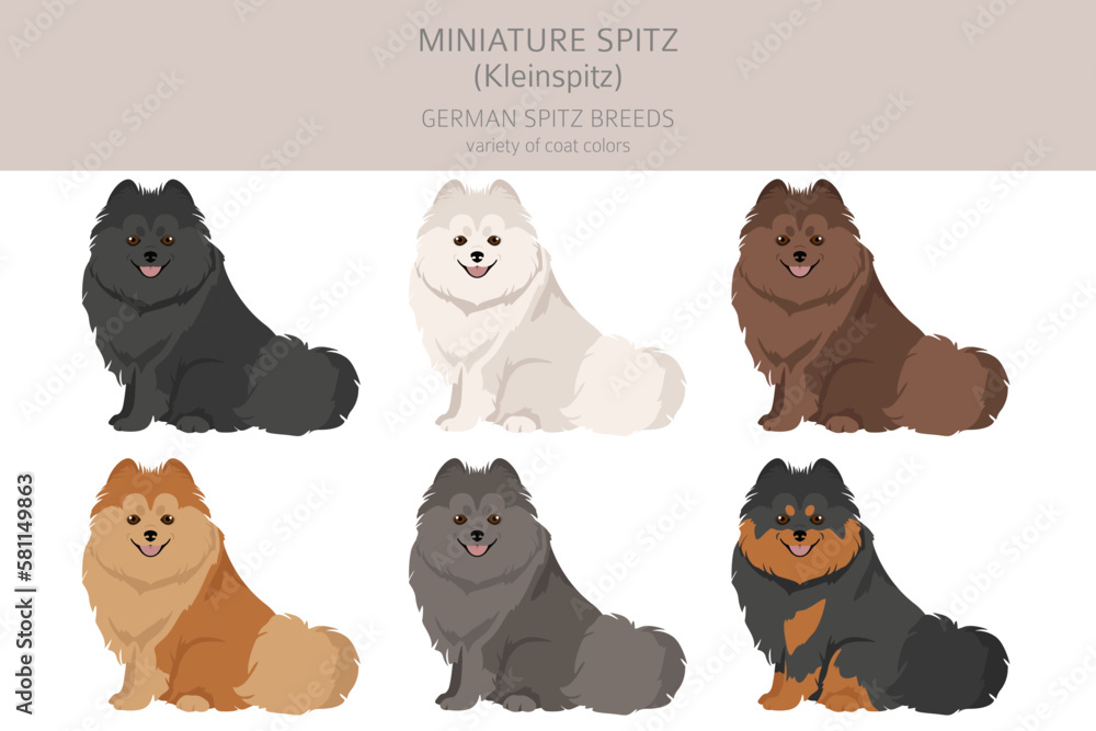 German spitz, Miniature spitz clipart. Different poses, coat colors set ...