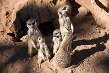 Meerkat Family Close Up 
