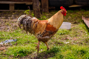 Poster - Close-up shot of a brown rooster on grass