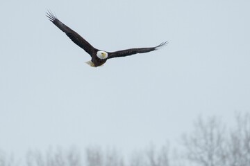 Wall Mural - Bald eagle soaring through the sky, showing its majestic wingspan while gliding through the air