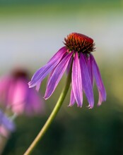 Vertical Closeup Shot Of A Blooming Purple African Daisy