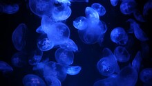 Scenic View Of Blue Moon Jellyfish Drifting Softly Underwater