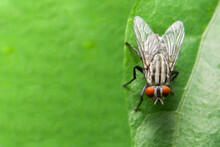 Close-up Of Fly On Leaf