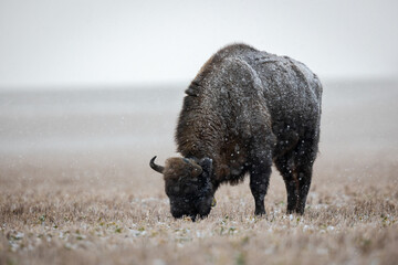 Wall Mural - European bison - Bison bonasus in Knyszyn Forest