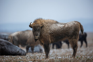 Wall Mural - European bison - Bison bonasus in Knyszyn Forest