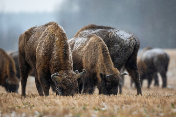 Wall Mural - European bison - Bison bonasus in Knyszyn Forest