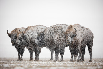 Wall Mural - European bison - Bison bonasus in Knyszyn Forest