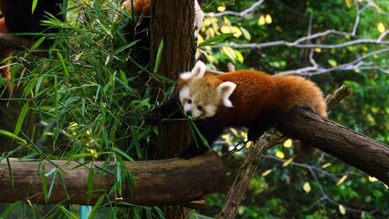 Poster - Red panda eat green leaves